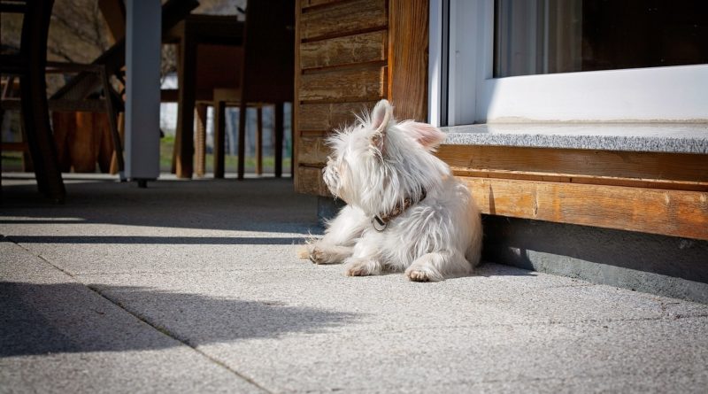 dog
