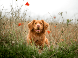 dogs
