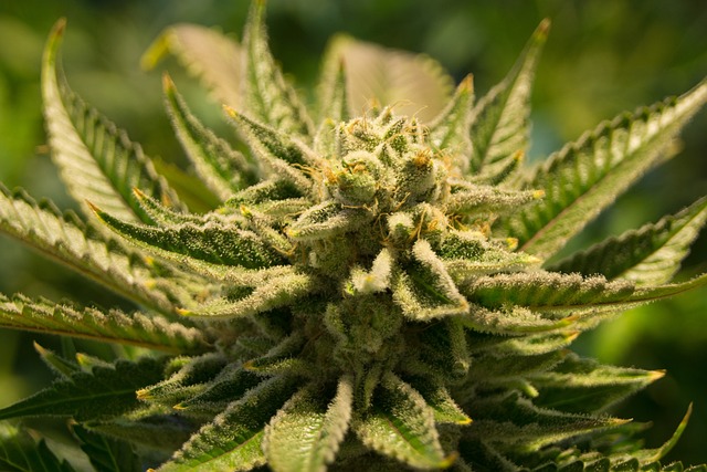 weeds