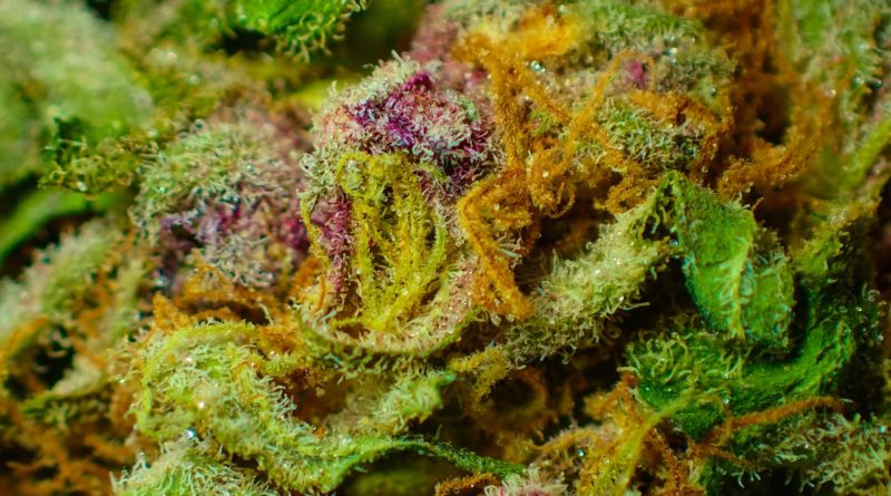 bud